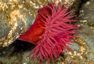 Beadlet Anemones Species Spotlight Ulster Wildlife